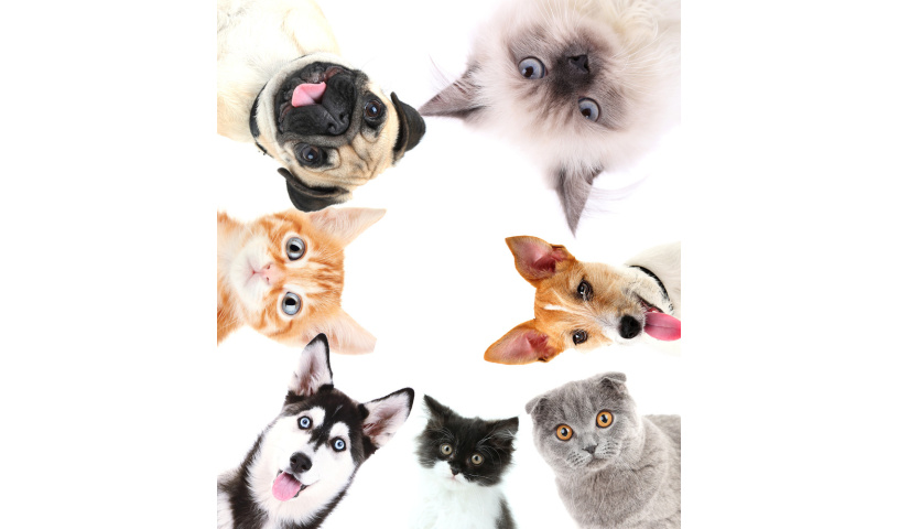 Legowisko kojec dla psa kota super jakość PRODUCENT ROZMIAR M