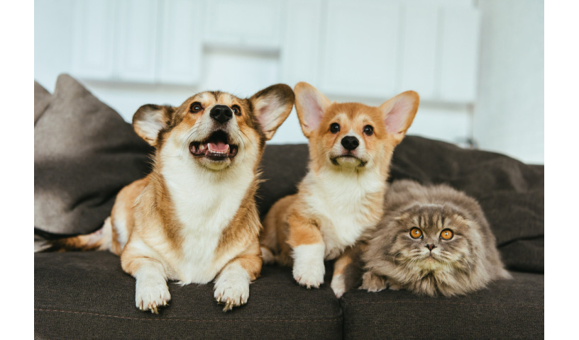 Legowisko kojec dla psa kota super jakość PRODUCENT ROZMIAR XL