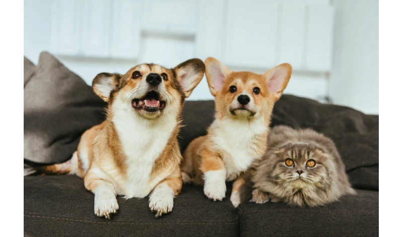 Legowisko kojec dla psa kota super jakość PRODUCENT ROZMIAR XL