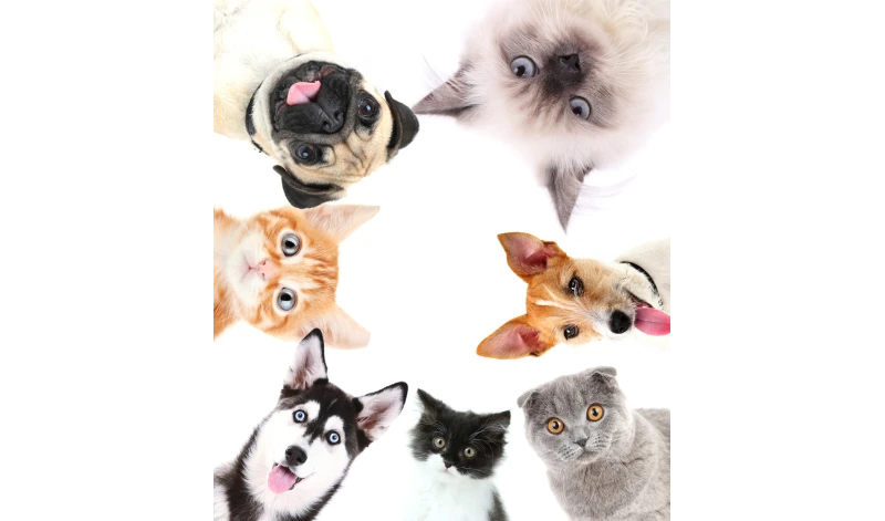 Legowisko kojec dla psa kota super jakość PRODUCENT ROZMIAR S