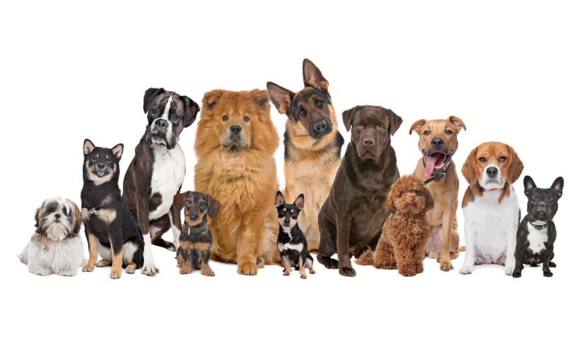 Legowisko kojec dla psa kota super jakość PRODUCENT ROZMIAR S