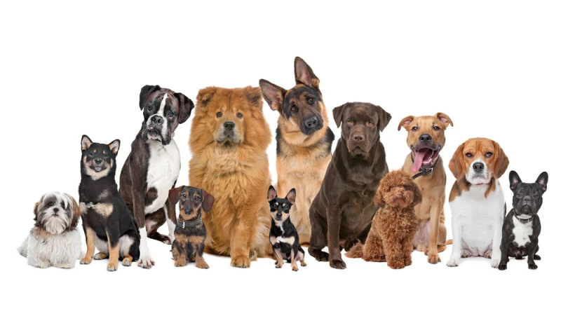 Legowisko kojec dla psa kota super jakość PRODUCENT ROZMIAR S